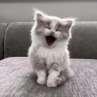 😄 猫, 小猫, 打哈欠, 可爱, 宠物, 毛茸茸 telegram sticker