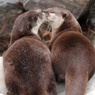 😘 loutres, animaux, baiser, faune, nature, mignon telegram sticker