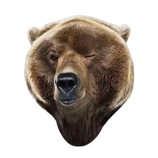 😉 bear, animal, mammal, wildlife telegram sticker