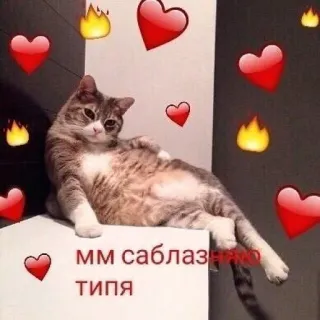 ❤️‍🔥 ММ саблазнено ТИПЯ แมว, หัวใจ, เปลวไฟ, มีเสน่ห์, มีม whatsapp sticker