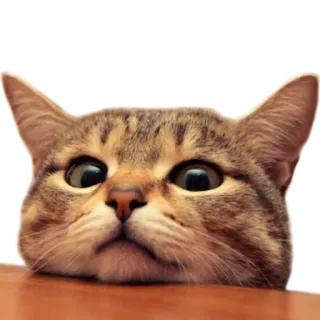 🙃 gatto, animale, animale domestico, carino, divertente, meme, adorabile whatsapp sticker