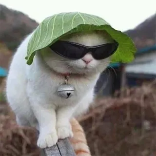 🌱 kot, okulary przeciwsłoneczne, kapusta, zwierzę domowe, fajne telegram sticker
