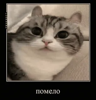 Яна Цист :: @fStikBot telegram stickers