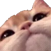 🐱