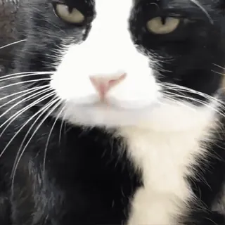 😋 cat, black and white, animal, pet, mammal, domestic animal telegram sticker