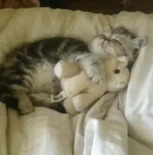 🎀 cat, kitten, sleeping, plush toy, adorable whatsapp sticker