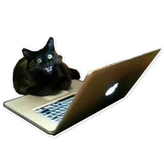 😳 chat, ordinateur portable, animal, mème, drôle, internet, clavier, ordinateur telegram sticker