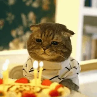 🐱 kucing, ulang tahun, kue, imut, binatang, perayaan, lilin telegram sticker