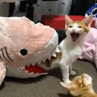 🙀 猫, 子猫, サメ, ぬいぐるみ, ペット, 動物, 面白い telegram sticker