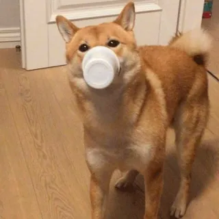 🤓 dog, shiba inu, animal, pet, cup, funny telegram sticker