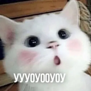 😲 yyyoyyooyoy แมว, มีม, แมวขาว, น่ารัก, ตกใจ, สีหน้า telegram sticker