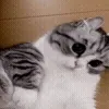 😺