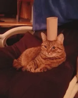 🐱 gato, animal de estimação, gatinho, animal, rolo de papel higiênico, fofo, engraçado, gato doméstico telegram sticker