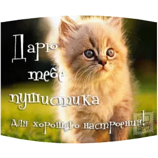😽 Дарю тебе пушистика Для хорошего настроения! cat, kitten, cute, fluffy, greeting, russian, animal telegram sticker