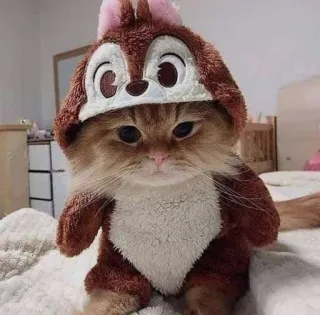 🤔 Katze, Kostüm, Streifenhörnchen, süß, Haustier telegram sticker
