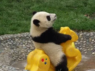🐼 panda, animal, toy, ride, cute telegram sticker