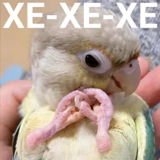 😏 XE-XE-XE นก, นกแก้ว, ตลก, น่ารัก, สัตว์ telegram sticker