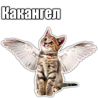 😇 Какангел cat, angel, wings, funny, pet telegram sticker