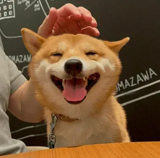 🐕 개, 시바견, 애완동물, 동물, 행복, 미소 whatsapp sticker