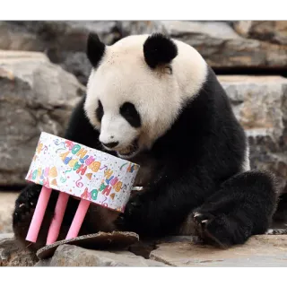 Panda :D telegram stickers