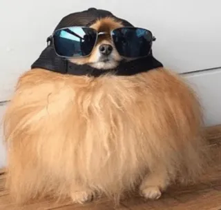 😎 Jiffpom telegram sticker