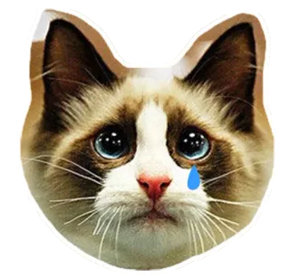 😢 แมว, เศร้า, ร้องไห้, น้ำตา, สัตว์, สัตว์เลี้ยง, มีม telegram sticker