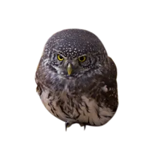 🏃 owl, bird, animal, wildlife telegram sticker
