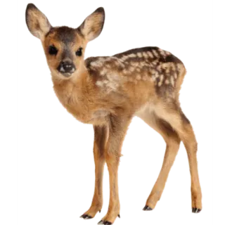 🦌 ciervo, cervatillo, animal, fauna, mamífero, bosque, naturaleza telegram sticker
