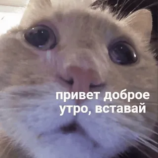 ☀️ привет доброе утро, вставай gatto, mattina, carino, animale telegram sticker