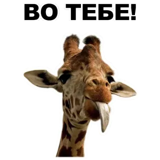 😛 ВО!ТЕБЕ! girafe, animal, langue, drôle, mème whatsapp sticker