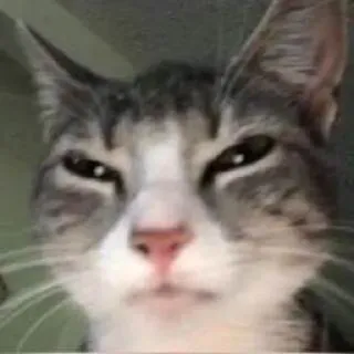 😒 кот, животное, питомец, мем, смешной telegram sticker