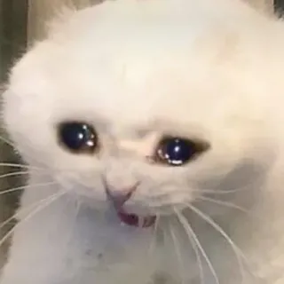 😭 แมว, เศร้า, ร้องไห้, มีม, สัตว์ telegram sticker