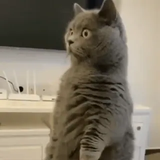 🐱 kot, zwierzę, słodki, zwierzę domowe, brytyjski krótkowłosy, szary kot, zaskoczony, stojący telegram sticker