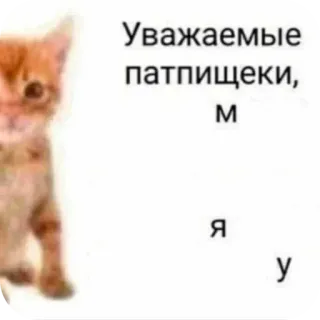 🤲 Уважаемые патпищеки, М 
я у 고양이, 새끼 고양이, 러시아, 텍스트, 밈 telegram sticker
