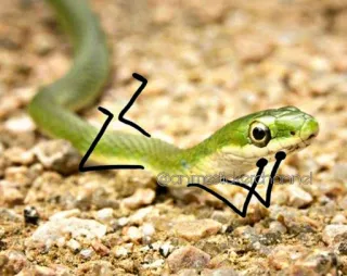 😌 schlange, grün, tier, reptil whatsapp sticker