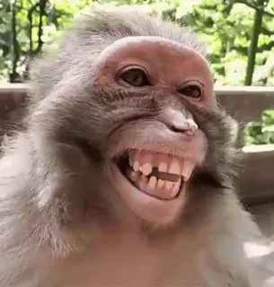 😅 singe, animal, primate, faune, mammifère whatsapp sticker