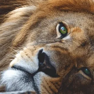 😐 лев, животное, млекопитающее, дикая природа, кошка, хищник telegram sticker