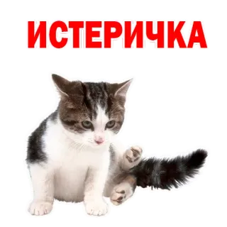 😞 ИСТЕРИЧКА gato, gatinho, adesivo, russo, gato cinza, engraçado, animal whatsapp sticker