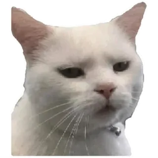 😸 cat, animal, white cat, pet, meme telegram sticker