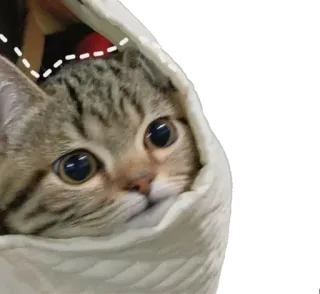 😳 kot, słodki, zwierzę, zwierzak, kociak telegram sticker