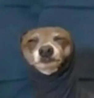 🙂 perro, sudadera con capucha, animal, mascota, meme telegram sticker
