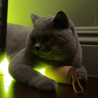 💡 kucing, hewan peliharaan, binatang, kucing abu-abu, hewan peliharaan, british shorthair telegram sticker
