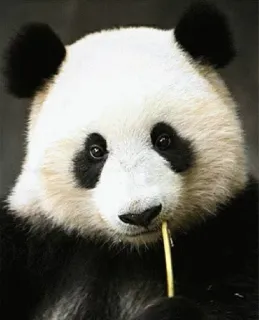 😱 Panda, Animal, Bambu, Vida selvagem, Mamífero, Natureza, Fofo, Peludo telegram sticker