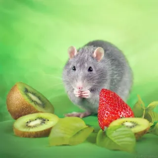 🐭 chuột, động vật, thú cưng, kiwi, dâu tây, trái cây telegram sticker