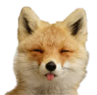 😝 volpe, animale, carino, lingua, adorabile, mammifero, fauna selvatica whatsapp sticker