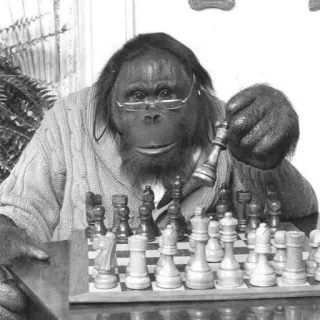 ♟ Orangutan telegram sticker