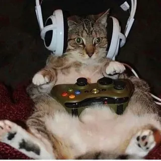 🎮 cat, gamer, gaming, headphones, controller, animal, pet telegram sticker