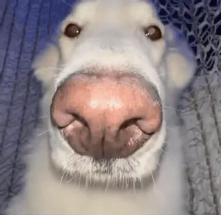 😮 perro, primer plano, nariz, animal, mascota, perro blanco telegram sticker