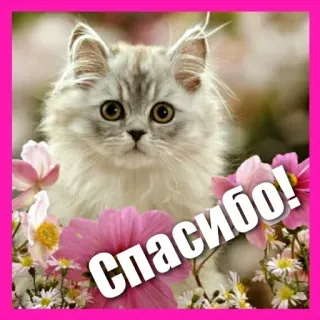 🔆 Спасибо! kucing, anak kucing, bunga, terima kasih, imut telegram sticker