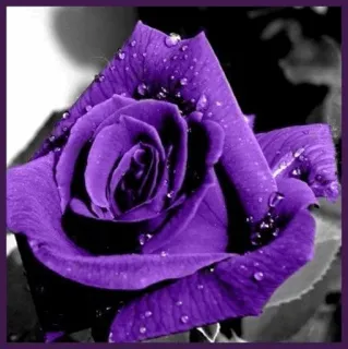 🥀 fleur, rose, violet, nature, plante, rosée whatsapp sticker